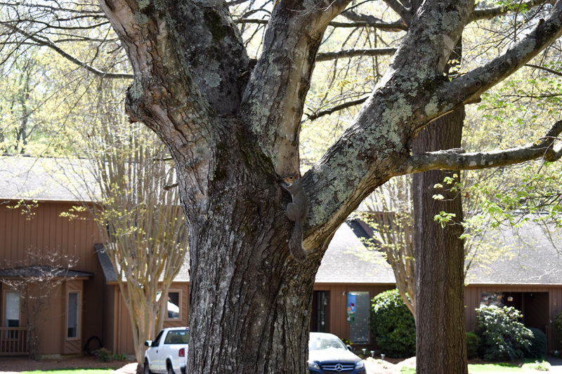 Huntington Woods Latest News, Documents & Information from Huntington